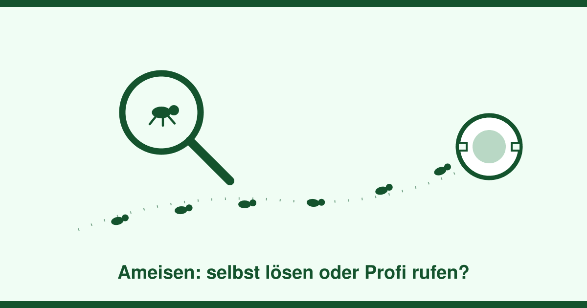 Ameisen in der Wohnung: Der Köderdosen-Plan, der wirklich wirkt — und wann der Kammerjäger doch ranmuss