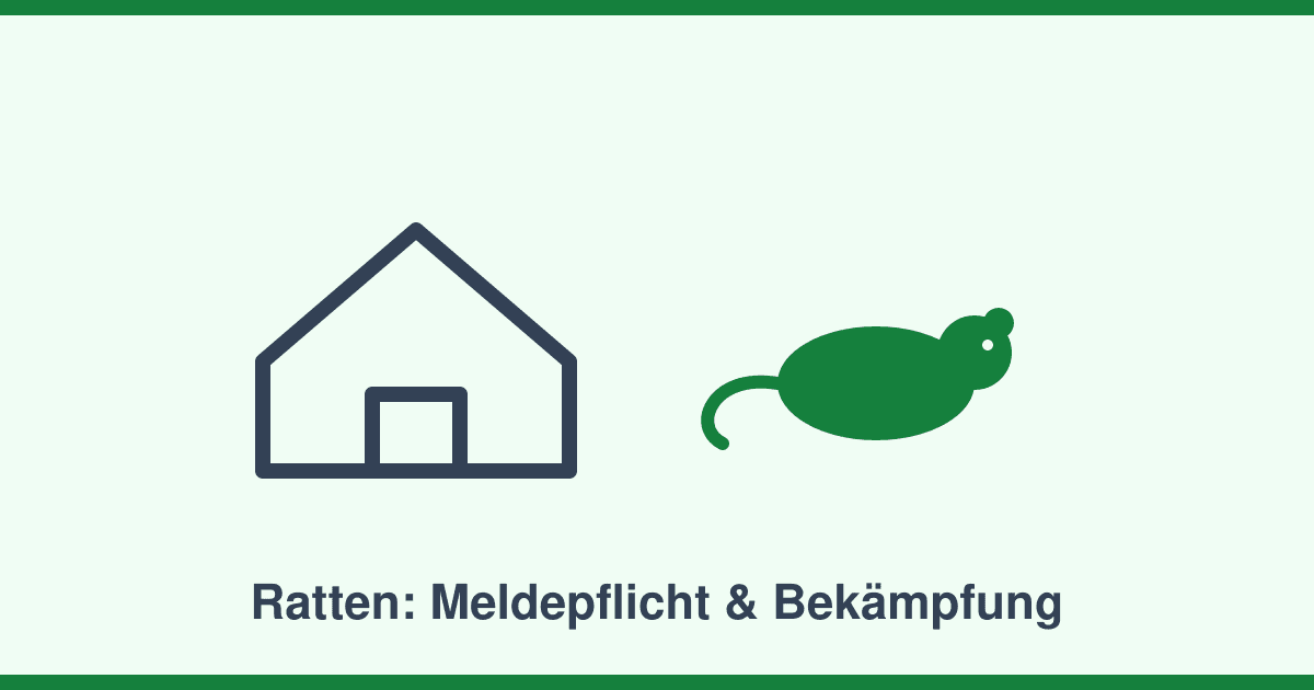 Ratten im Haus: Meldepflicht, typische Ursachen und professionelle Bekämpfung