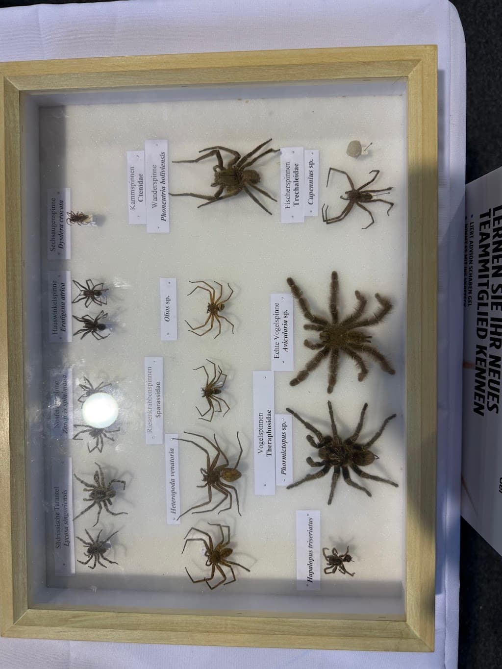 Rattic Schädlingsbekämpfung Hamburg