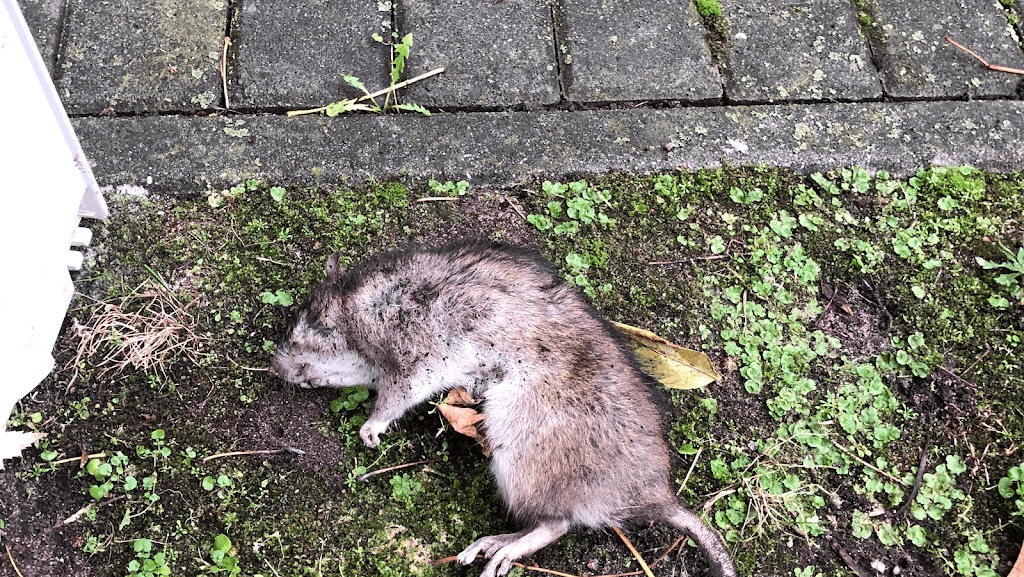 Akut Schädlingsbekämpfung Berlin