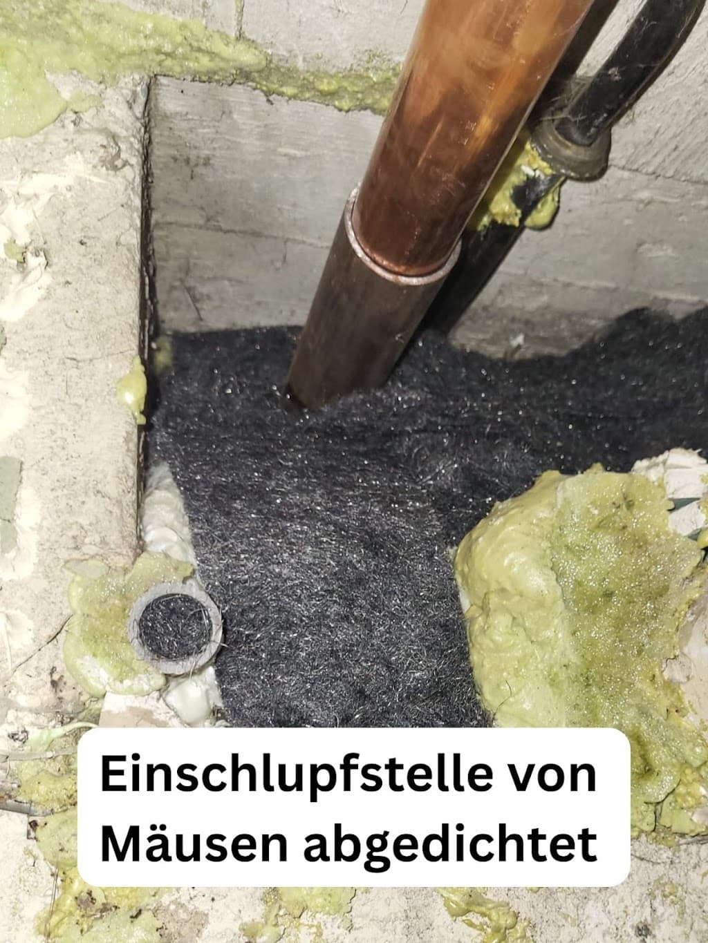 Effekta Schädlingsbekämpfung