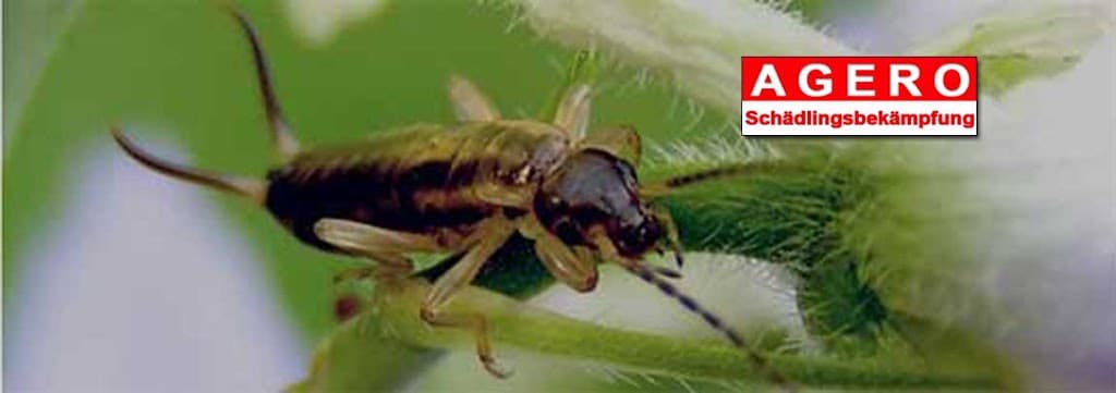 AGERO-Schädlingsbekämpfung