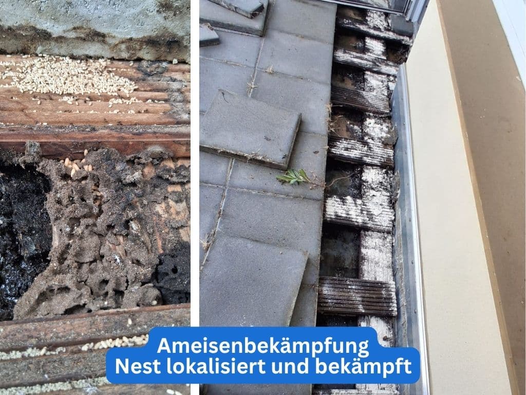 Experta Schädlingsbekämpfung GmbH Wuppertal