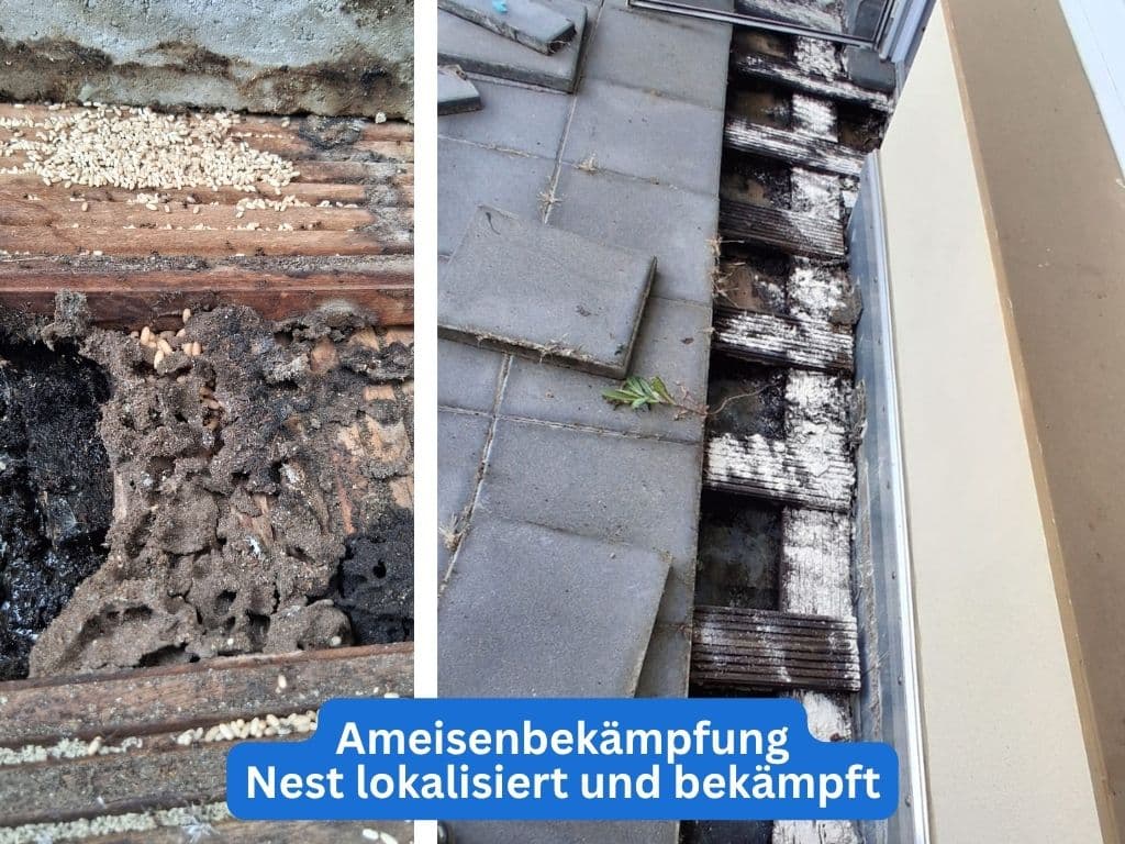 Experta Schädlingsbekämpfung GmbH Münster