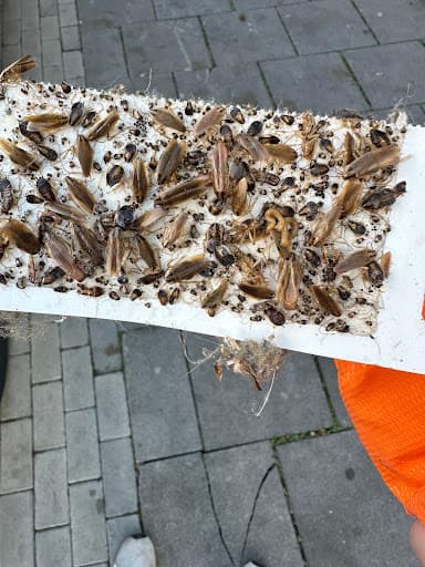 BIOVEX Schädlingsbekämpfung Dortmund — Kundenfoto